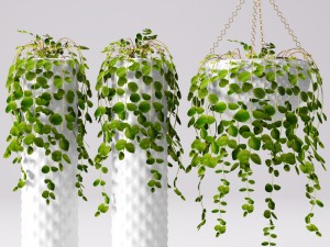 collection of plants in pots 3D Модель