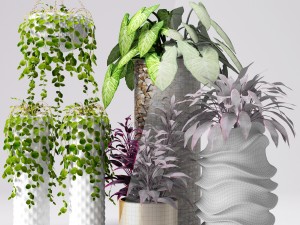 collection of plants in pots 3D Модель