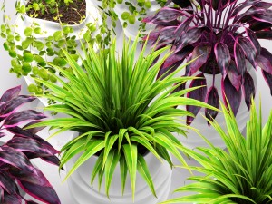 collection of plants in pots 3D 모델
