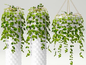 collection of plants in pots 3D Model