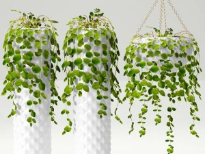 colecci&oacute;n de plantas en macetas Modelo 3D