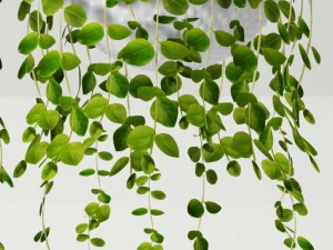 collection of plants in pots 3D Model
