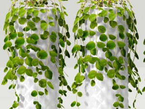 collection of plants in pots Modèle 3D