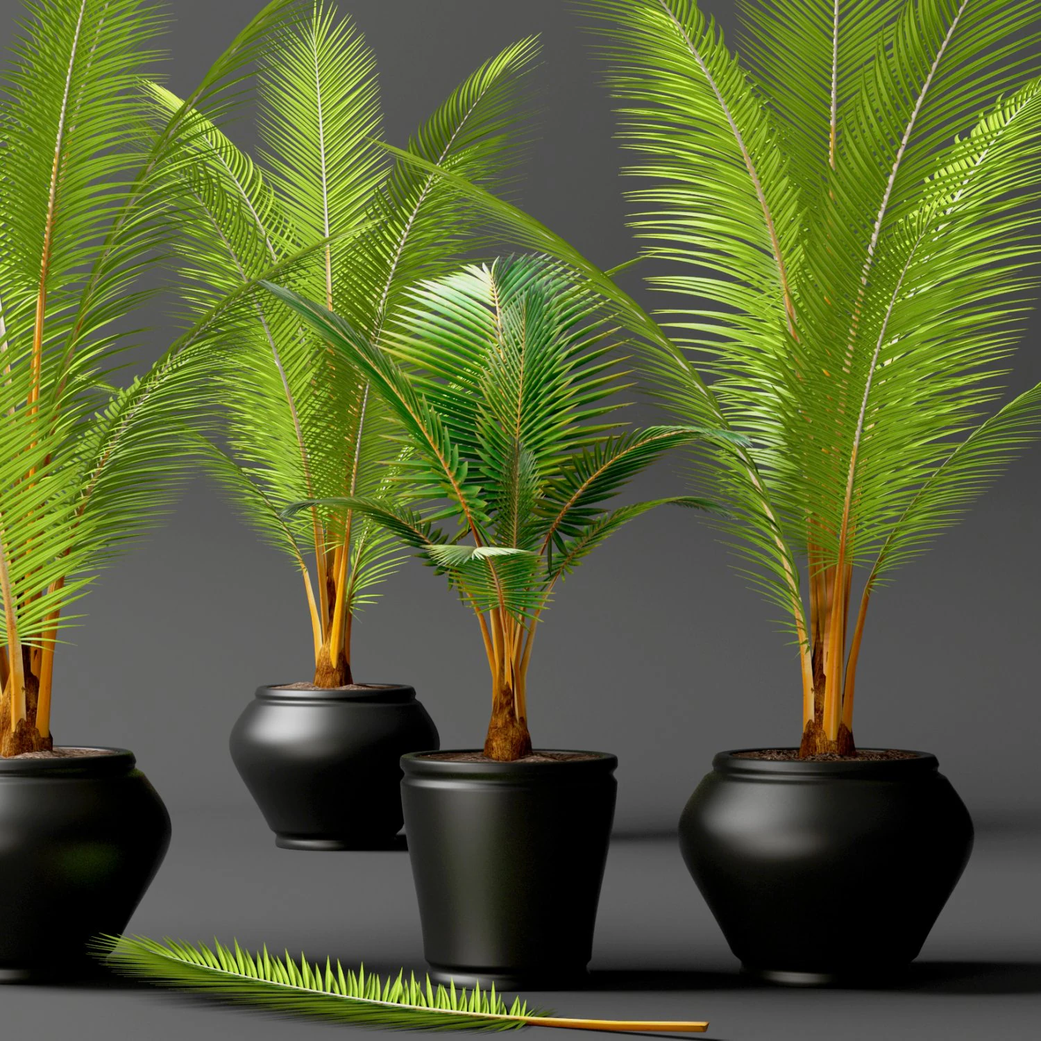 coconut palm set 3D Model .c4d .max .obj .3ds .fbx .stl .blend 