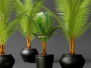 coconut palm set 3D Model