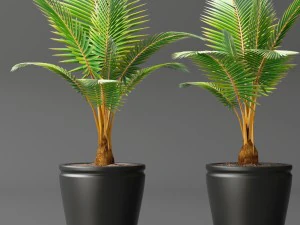 coconut palm set 3D Model