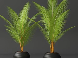 coconut palm set 3D Model