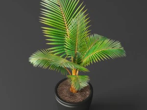 coconut palm set 3D Model
