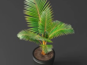 coconut palm set 3D Model
