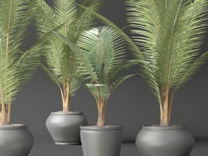 coconut palm set 3D Model