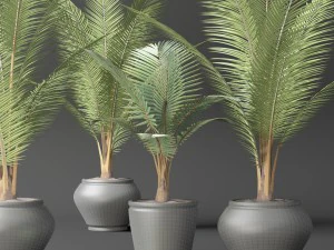coconut palm set 3D Model