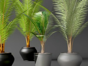 coconut palm set 3D Model
