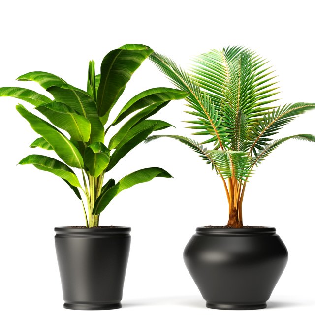 coconut palm set Model 3D .c4d .max .obj .3ds .fbx .stl .blend 