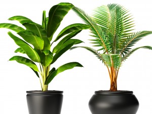 coconut palm set 3Dモデル
