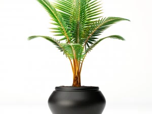 coconut palm set 3D Model