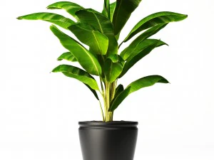 coconut palm set 3D Model