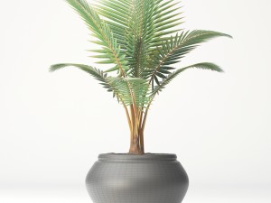 coconut palm set Model 3D