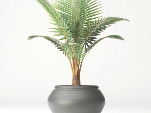 coconut palm set 3D Model