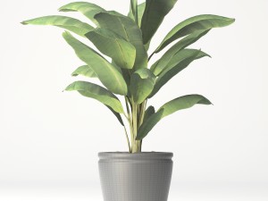 coconut palm set Model 3D