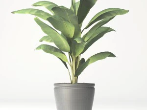 coconut palm set 3D Model