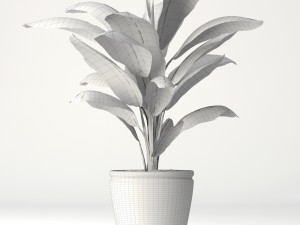 coconut palm set Model 3D