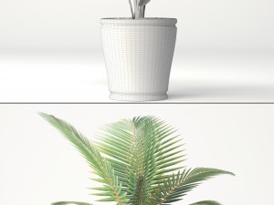 coconut palm set Model 3D