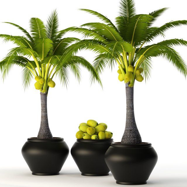 coconut palm set 3D Model .c4d .max .obj .3ds .fbx .stl .blend 