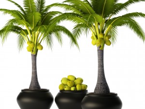 coconut palm set 3D 模型
