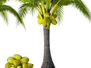 coconut palm set 3D Model