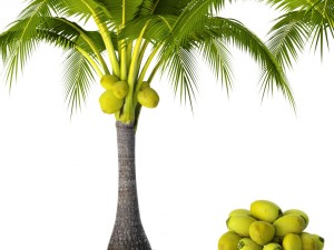 coconut palm set 3D Model