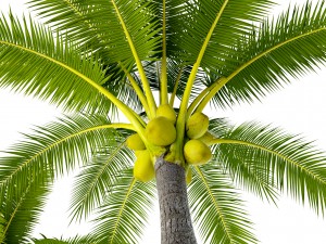 coconut palm set 3D Model
