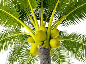 coconut palm set 3D Model
