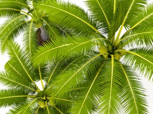 coconut palm set 3D Model