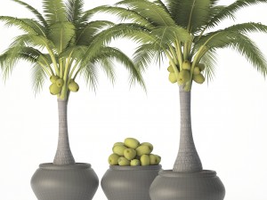 coconut palm set 3D Model