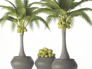 ココヤシのセット 3Dモデル