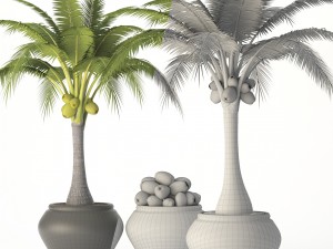 coconut palm set 3D Model