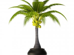 coconut palm set 3D Model