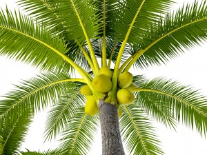 coconut palm set 3D Model