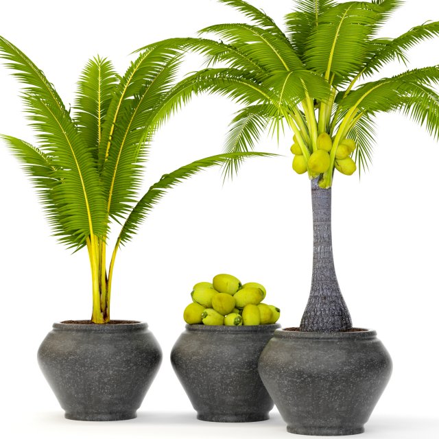 coconut palm set Modello 3D .c4d .max .obj .3ds .fbx .stl .blend 