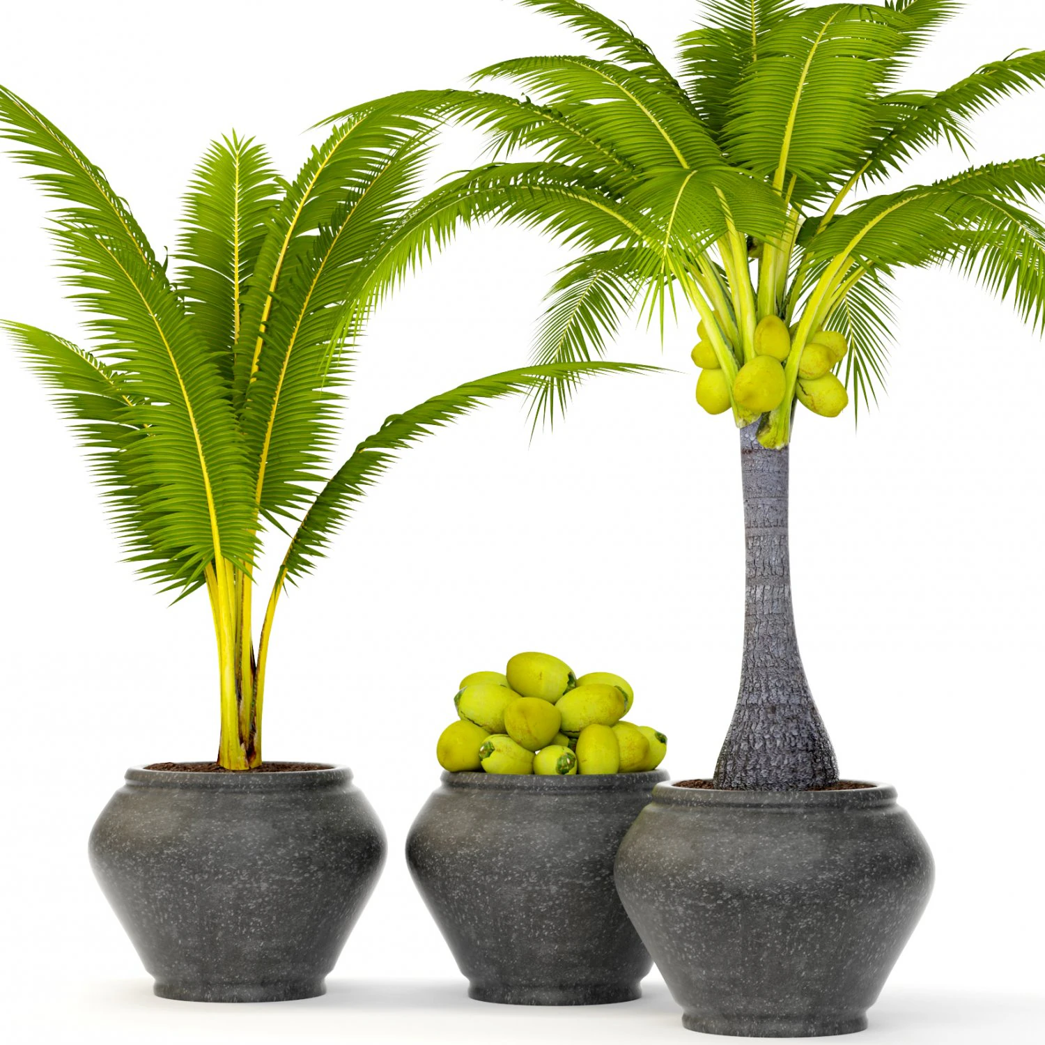 coconut palm set 3D Model .c4d .max .obj .3ds .fbx .stl .blend 