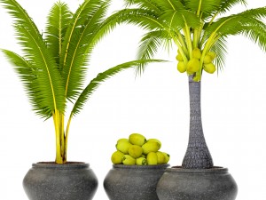 coconut palm set 3D Model
