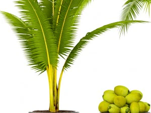 coconut palm set 3D Model