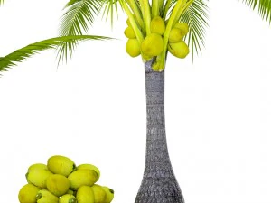 coconut palm set 3D Model