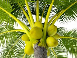 coconut palm set 3D Model