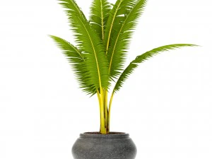 coconut palm set 3D Model
