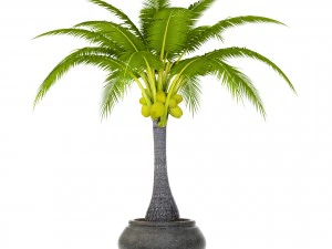 coconut palm set 3D Model