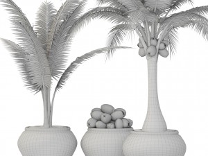 coconut palm set Modello 3D