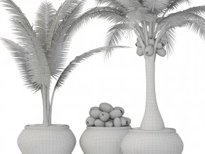 coconut palm set 3D Model