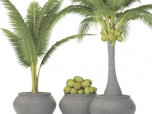 coconut palm set 3D Model