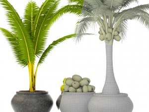 coconut palm set 3D Model